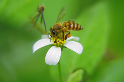 Close-up of insect on flower