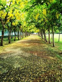 Trees in park