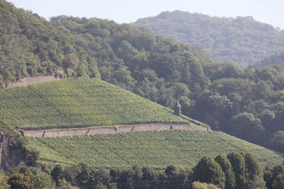 Vinyard on hill