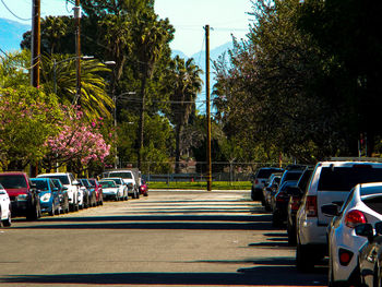 Cars on road against trees in city