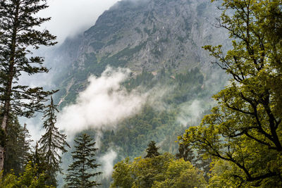 Panoramic view of pine trees in forest