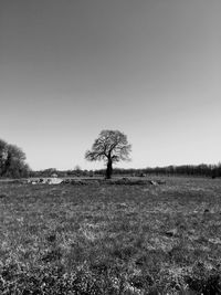 Bare trees on field against clear sky