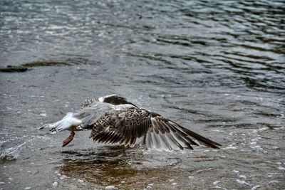 Close-up of eagle flying over lake during winter