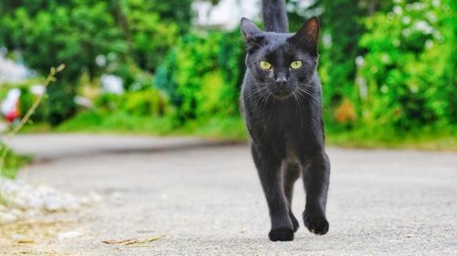 Portrait of a cat