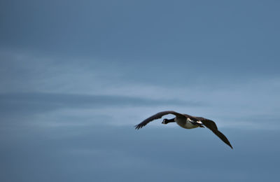 Low angle view of bird flying in sky