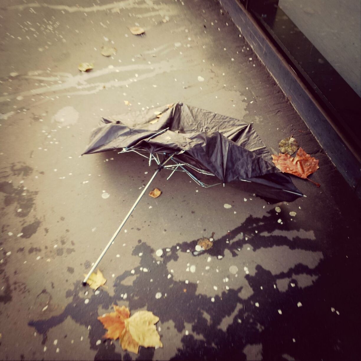 leaf, high angle view, leaves, dry, wet, street, close-up, fallen, no people, autumn, season, still life, messy, ground, day, outdoors, asphalt, change, nature, road