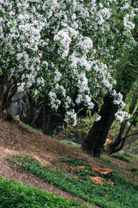 Scenic view of flowering trees on field