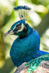 Close-up of peacock