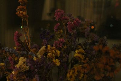 Close-up of flowering plants at night