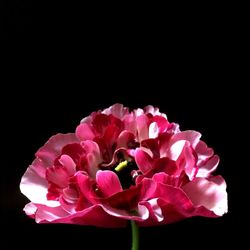 Close-up of pink rose against black background