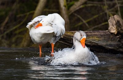 Close-up of bird in water