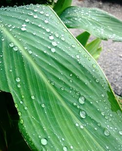 Close-up of water drops on leaf