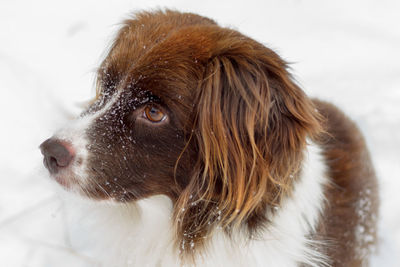 Snow on the nose of a dog