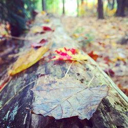 Close-up of maple leaves