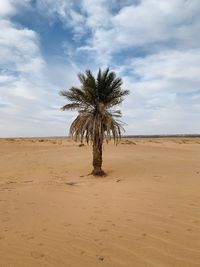 Palm trees on desert against sky