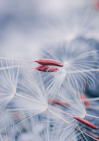 Close-up of dandelion