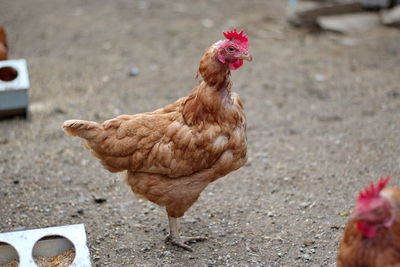 Rooster on street