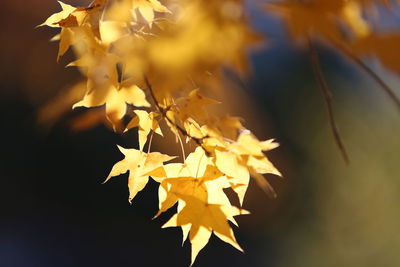 Close-up of maple leaves