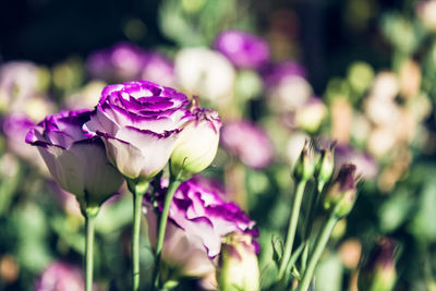 Close-up of purple flowering plant on field