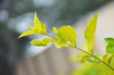 Close-up of plant against blurred background