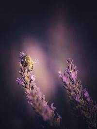 Bee on lavender flower