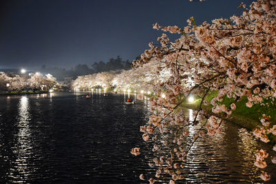 View of river amidst illuminated trees at night