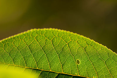 Close-up of green leaves