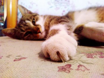 Close-up of cat resting