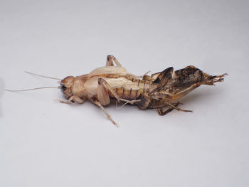 High angle view of insect on white background