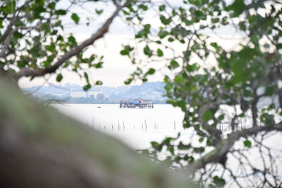 View of trees and plants in boat