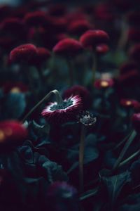 Close-up of red flowering plant