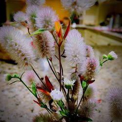 Close-up of pink flowers