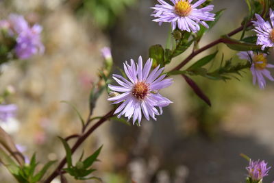 Close-up of purple flowers blooming