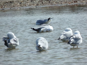 Swans and ducks swimming in lake