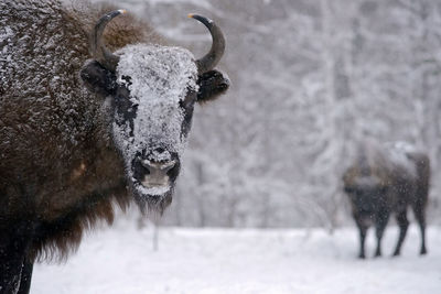 View of horse on snowy field during winter