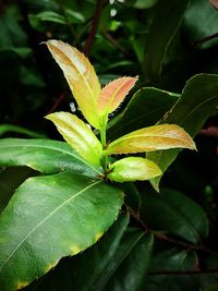 Close-up of raindrops on leaves