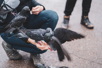 Low section of man feeding pigeons