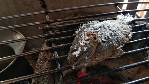 High angle view of bird on metal railing