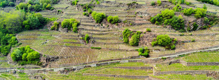 High angle view of agricultural field