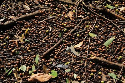 High angle view of plants growing on field