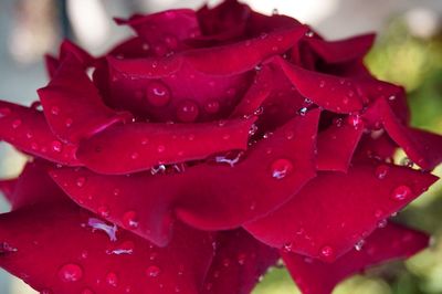 Close-up of red rose flower