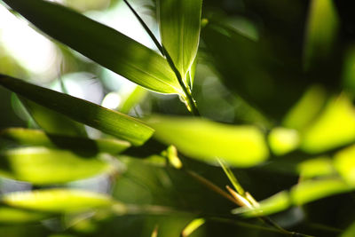 Close-up of leaves