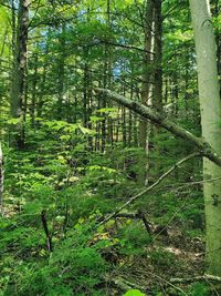 View of trees in forest