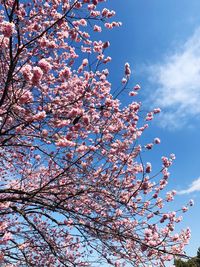 Low angle view of pink cherry blossoms in spring