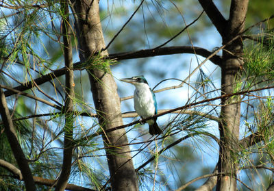 Low angle view of bird perching on tree against sky