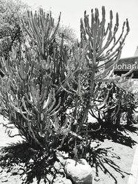 Close-up of succulent plant on field