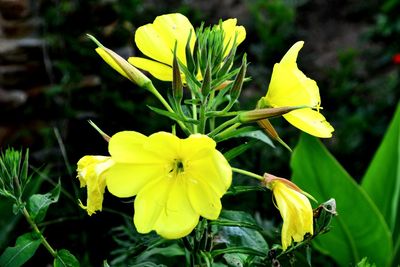 Close-up of yellow daffodil blooming outdoors