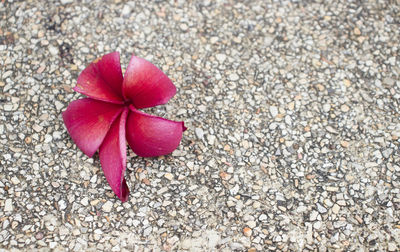 High angle view of pink rose on pebbles