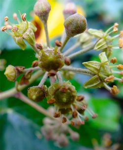 Close-up of flower buds