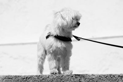 Dog against sky